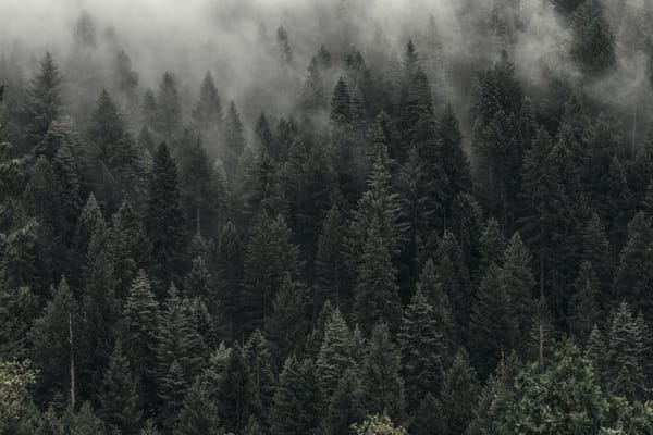 Erin Kissane on going offline and into the dark forest